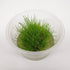 Eleocharis acicularis ‘Dwarf Hair Grass’ Tissue Culture